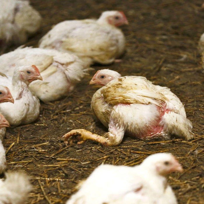 The Price of British Chicken: How Supermarkets Are Failing on Animal Welfare